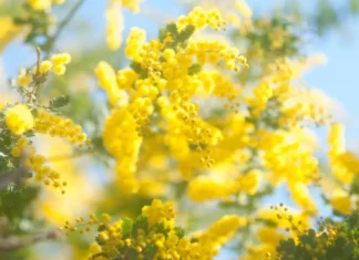 Fête du mimosa de Saint-Trojan : le week-end doré qui fait franchir le viaduc à 40 000 visiteurs