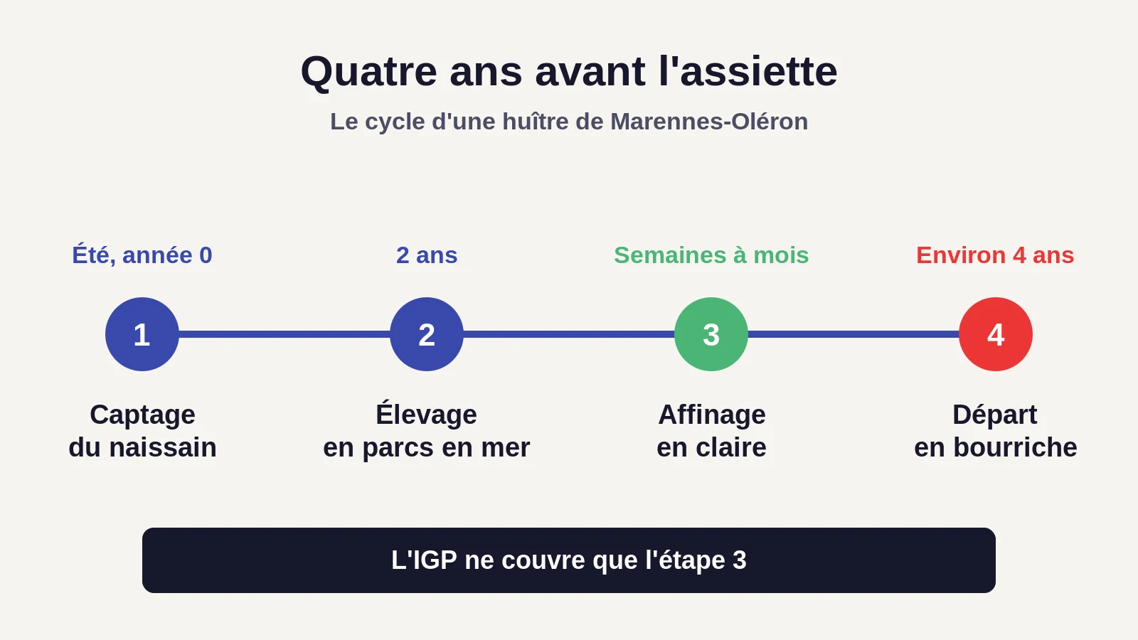 Frise des quatre étapes du cycle de l'huître, du captage du naissain au départ en bourriche
